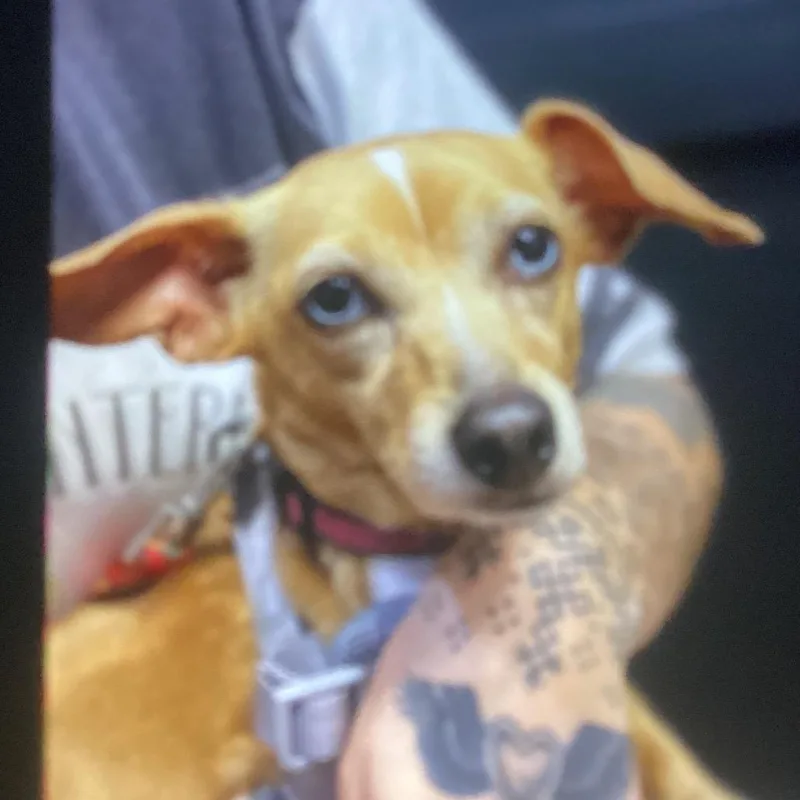 A senior small-sized female Golden Chihuahua dog named Frankie Blue Eyes for adoption in New Orleans, LA
