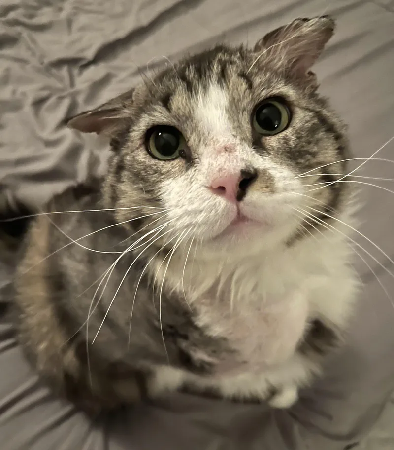 A senior large-sized male Tabby (Brown / Chocolate) Tabby cat named Winston for adoption in Springfield, OR