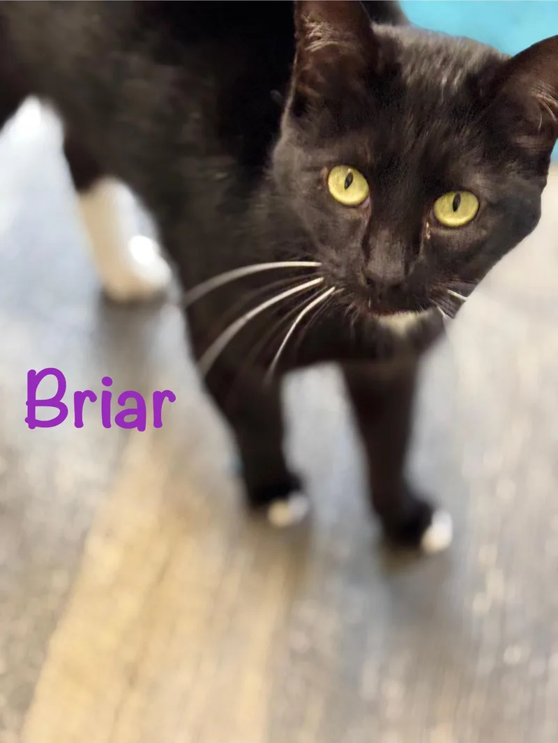 Briar