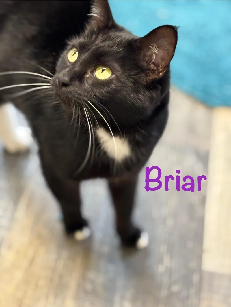Briar thumbnail 3