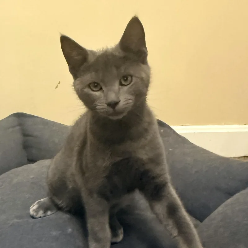A baby small-sized male Gray / Blue / Silver Domestic Short Hair cat named Shrek for adoption in East Greenwich, RI