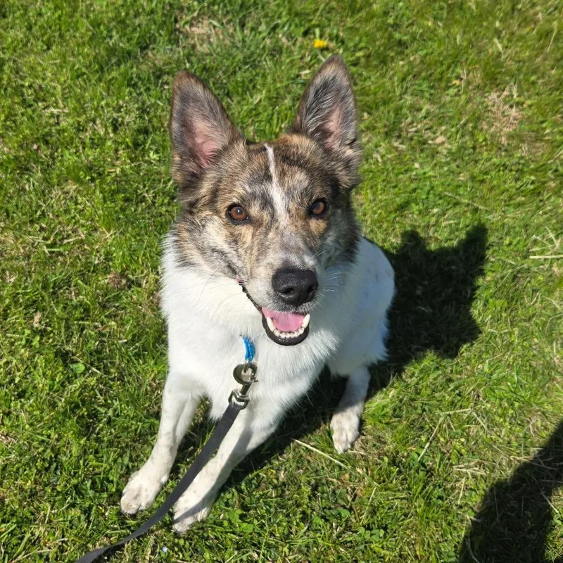 An adult medium-sized male White / Cream Border Collie dog named Eddie Munk for adoption in Pennsville, NJ