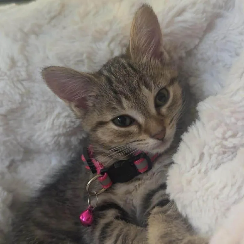 A baby small-sized female Brown / Chocolate Domestic Short Hair cat named Peep for adoption in Jarrettsville, MD