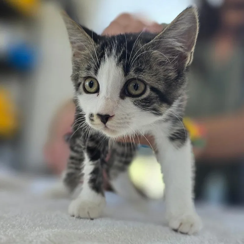 Pepper thumbnail 2