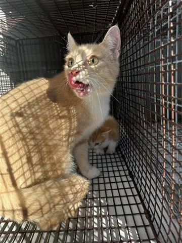 A young medium-sized female Domestic Short Hair cat named Pamela for adoption in Houston, TX