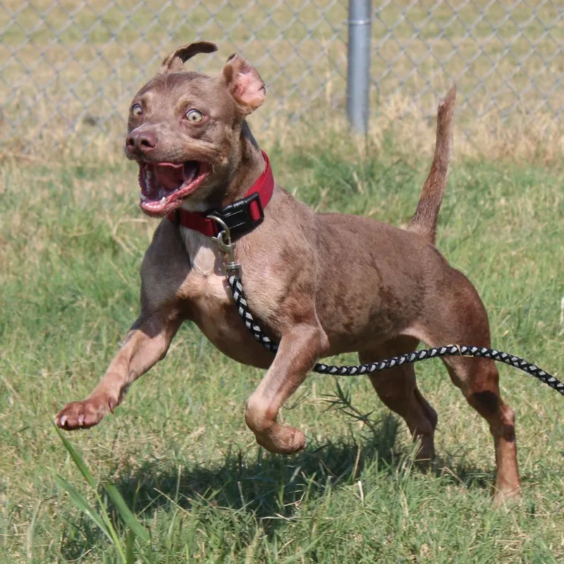 An adult medium-sized female Gray / Blue / Silver Terrier dog named Pickle for adoption in Cleveland, MS
