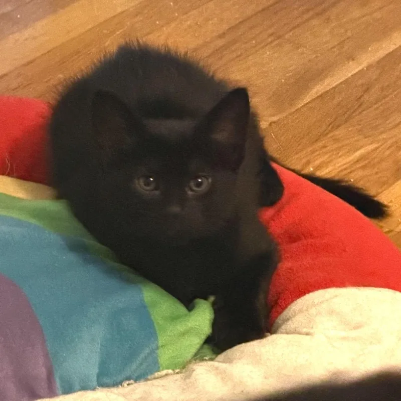 A baby small-sized male Black Domestic Short Hair cat named Shinx Rinaldi for adoption in Merrifield, VA