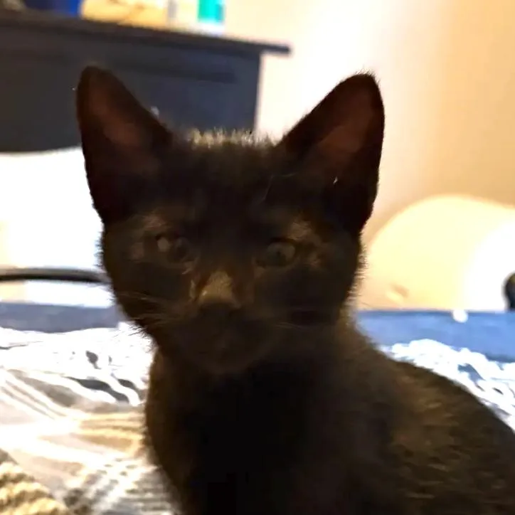 Shinx Rinaldi thumbnail 2