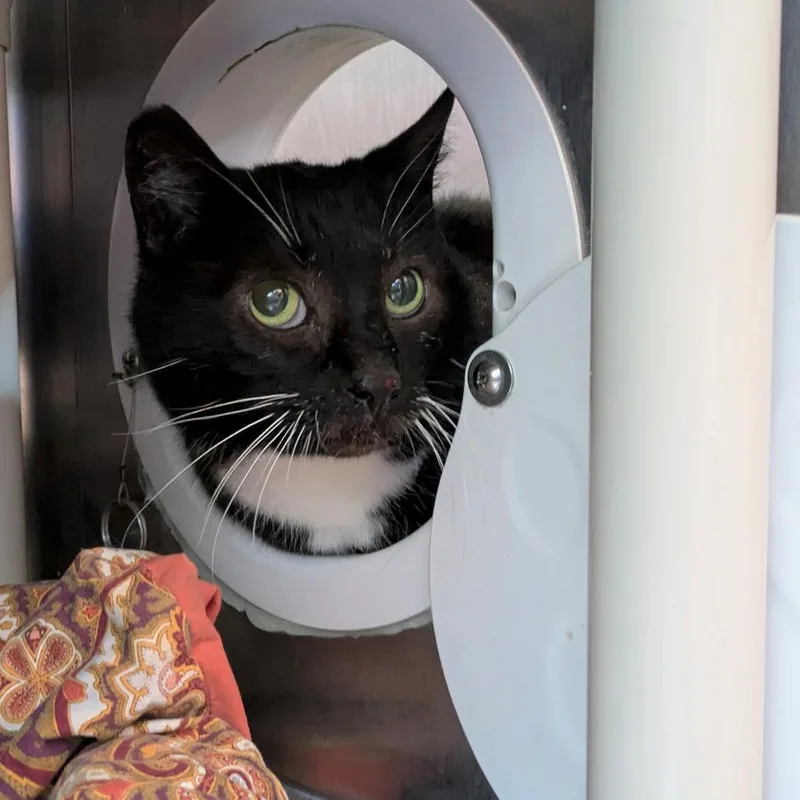 A senior medium-sized male Black Domestic Short Hair cat named Tuxley for adoption in Portland, OR