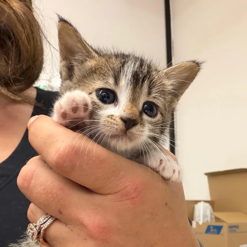 A baby small-sized female Gray / Blue / Silver Domestic Short Hair cat named Daisy for adoption in Lake Jackson, TX