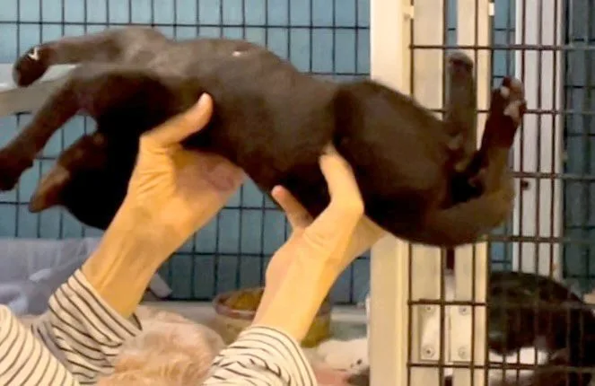 Boo Berry thumbnail 2