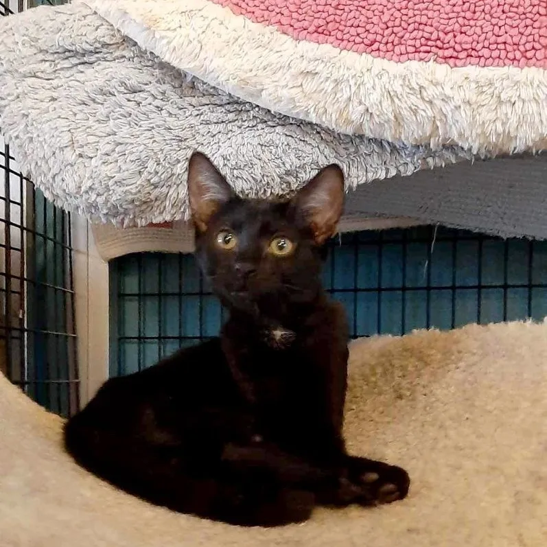 Boo Berry thumbnail 3