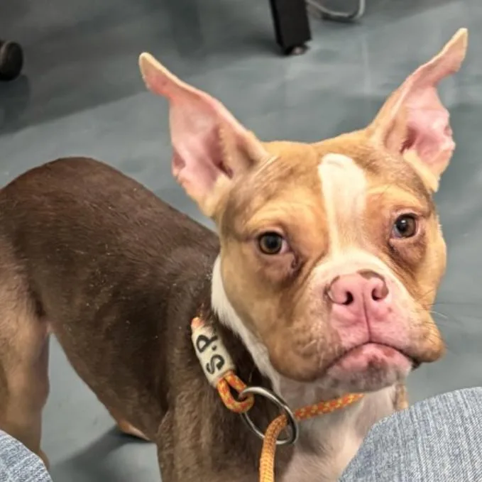 A young medium-sized male Yellow / Tan / Blond / Fawn Mixed Breed dog named Rocky Pocky for adoption in New York, NY