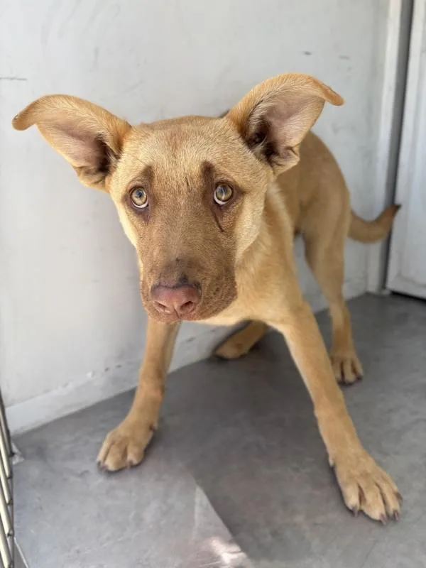 A young large-sized female Shepherd dog named Nala for adoption in Victorville, CA