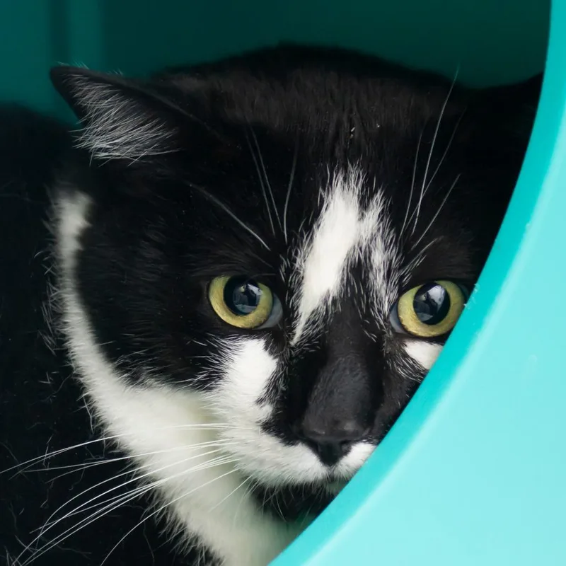 An adult extra large-sized male Domestic Short Hair cat named Smoky for adoption in Middletown, RI