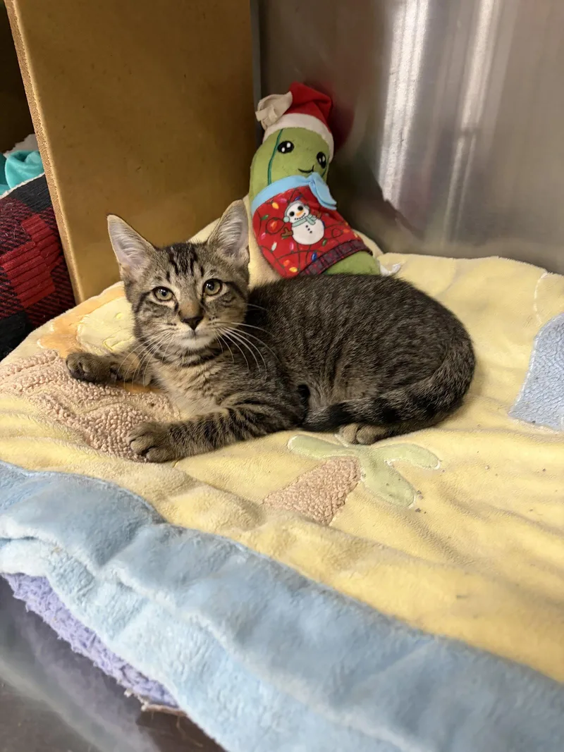 A baby medium-sized male Domestic Short Hair cat named Riley for adoption in Social Circle, GA