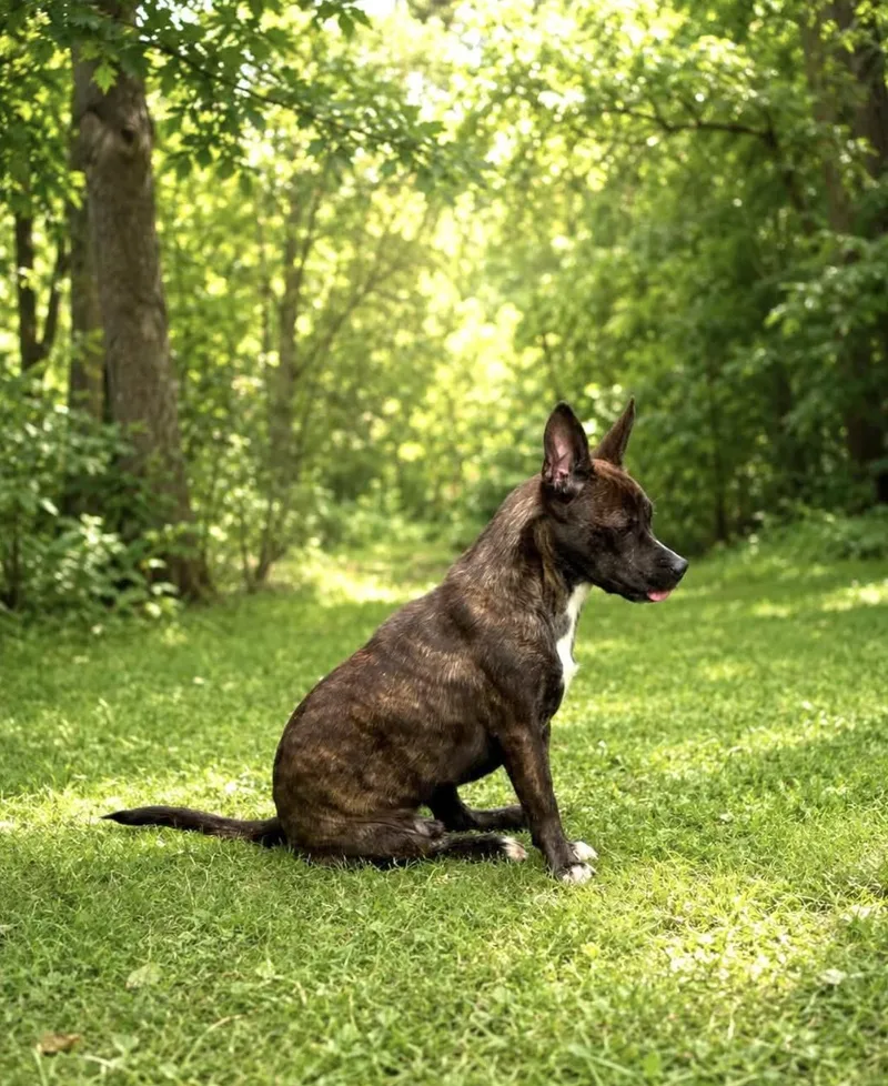 A young small-sized male Mixed Breed dog named Gizmo for adoption in Allen, TX