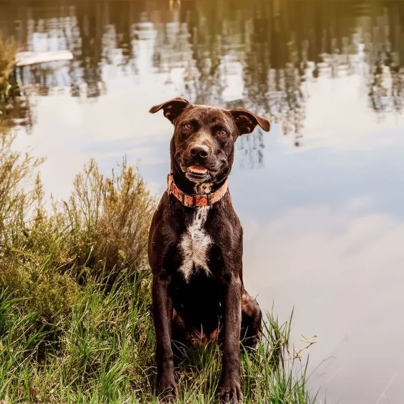 An adult medium-sized female Black Labrador Retriever dog named Princess Leia for adoption in Houston, TX