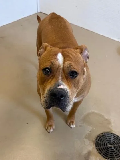 An adult medium-sized female Pit Bull Terrier dog named Peppa for adoption in South Bend, IN