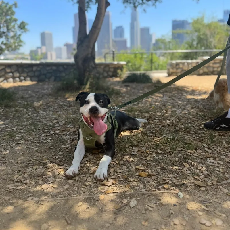 A young medium-sized male Black American Staffordshire Terrier dog named Charles for adoption in Oceanside , CA