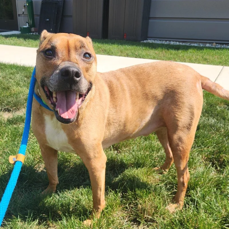 A senior large-sized male Boxer dog named Puma for adoption in Fort Wayne, IN