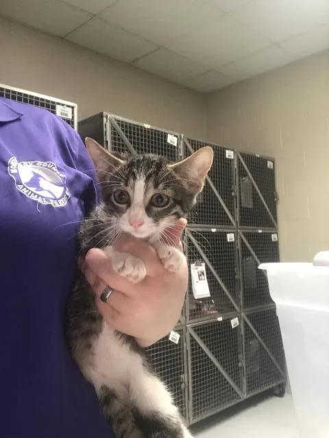 A baby small-sized female Domestic Short Hair cat named A for adoption in Conroe, TX