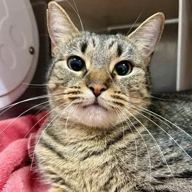 An adult medium-sized female Tabby (Gray / Blue / Silver) Domestic Short Hair cat named Fenella for adoption in Nantucket, MA