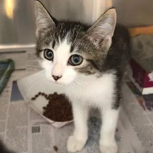 A baby small-sized female Brown / Chocolate Domestic Short Hair cat named Toast for adoption in Belleville, IL