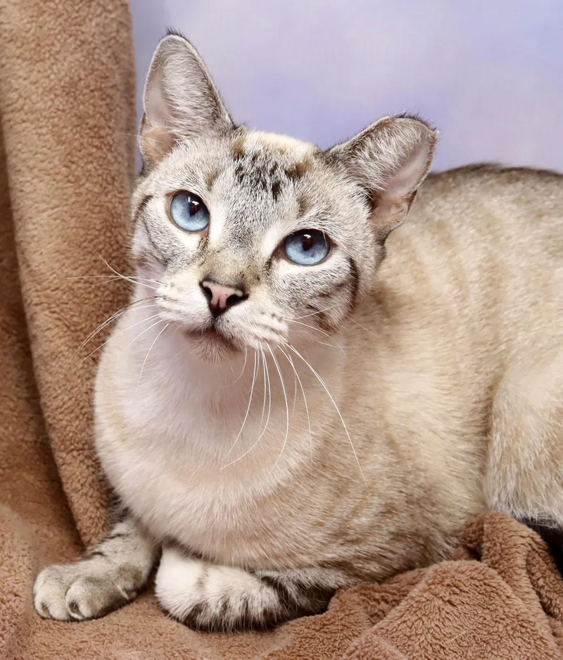 An adult medium-sized male Seal Point Siamese cat named Tonowari for adoption in Tierra Verde, FL