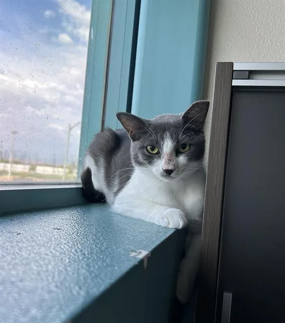 A young small-sized female Domestic Short Hair cat named Gingersnap for adoption in Las Vegas, NV