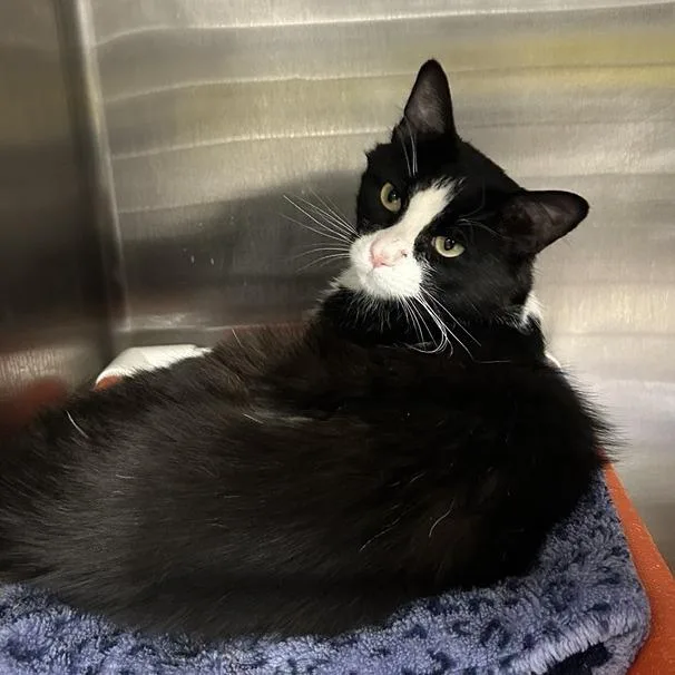 An adult large-sized male Black Domestic Medium Hair cat named Ambrosius for adoption in Salt Lake City, UT