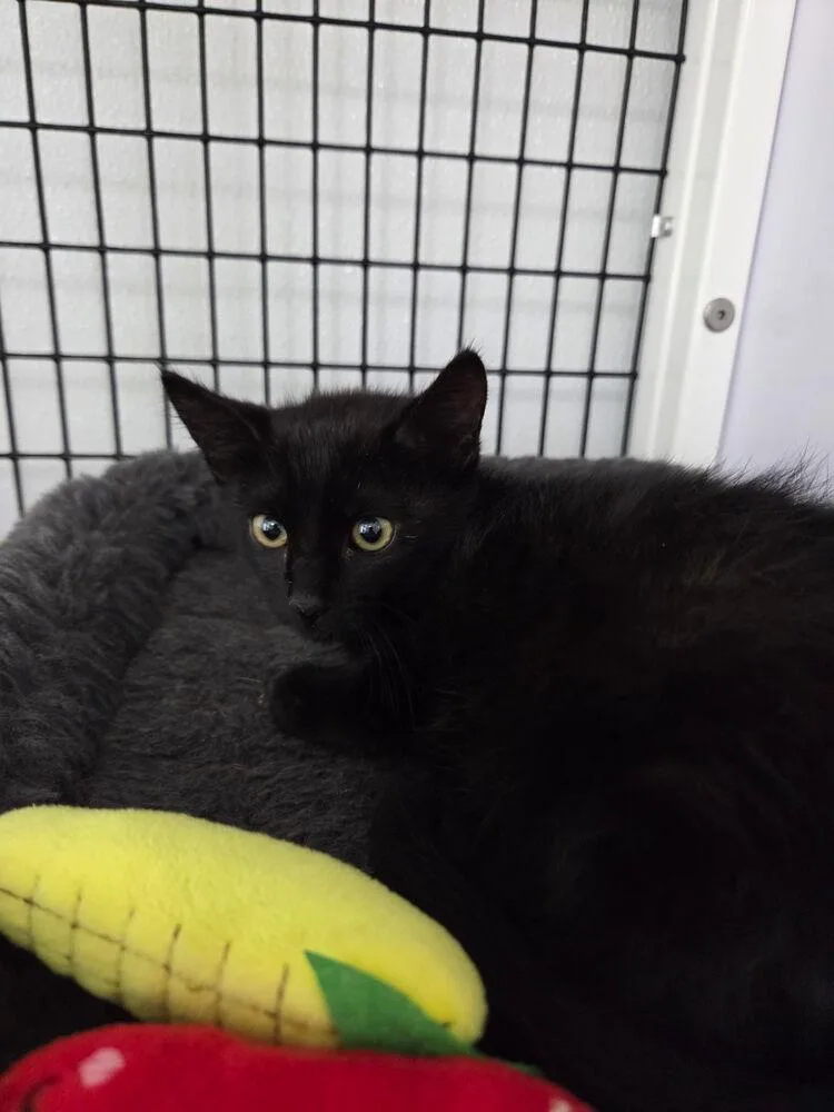 A baby small-sized female Domestic Short Hair cat named Onyx for adoption in Salmon, ID