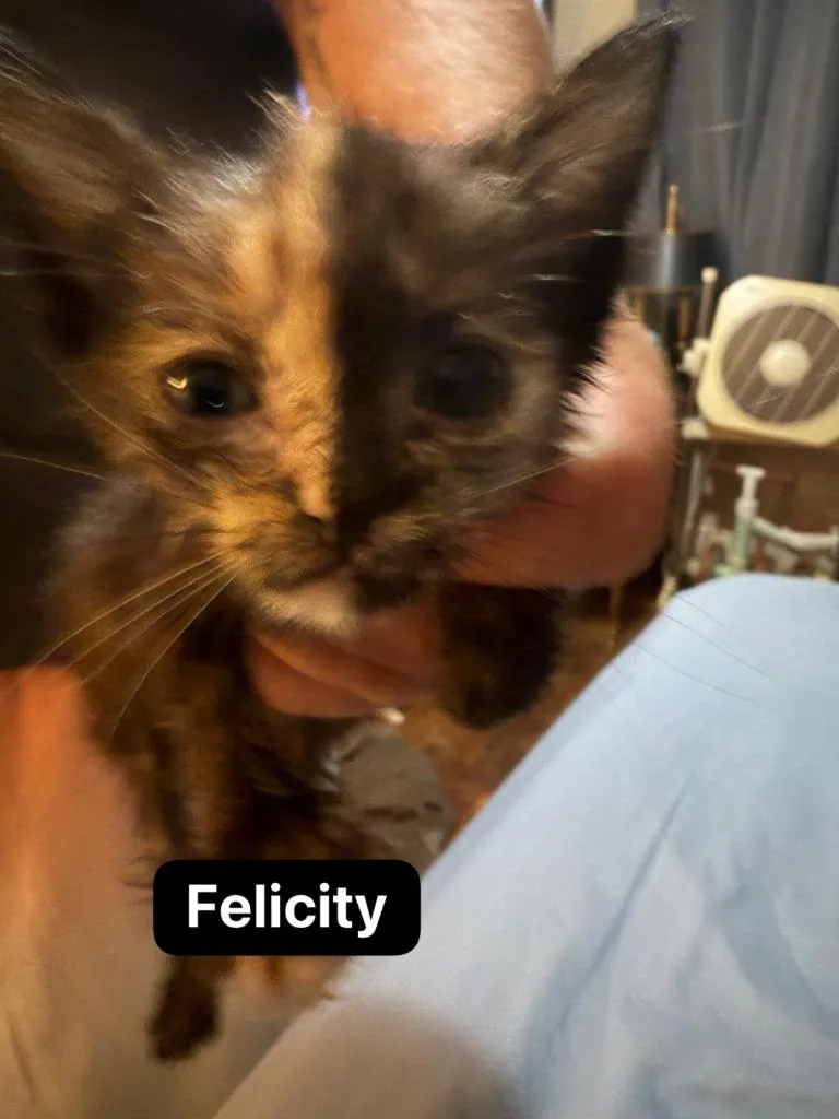 A baby medium-sized female Domestic Short Hair cat named Felicity for adoption in Johnson City, TN