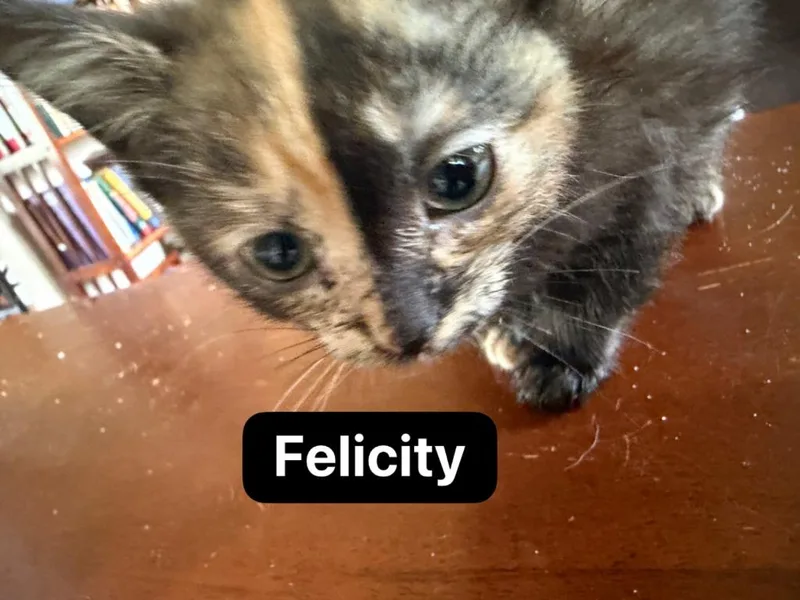 Felicity thumbnail 3