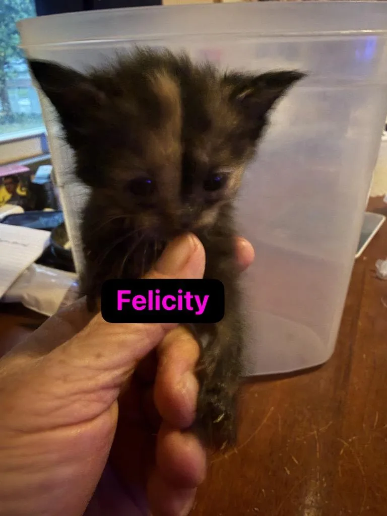 Felicity thumbnail 4