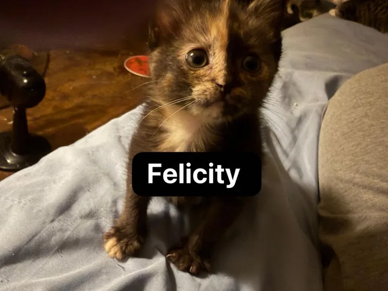 Felicity thumbnail 6