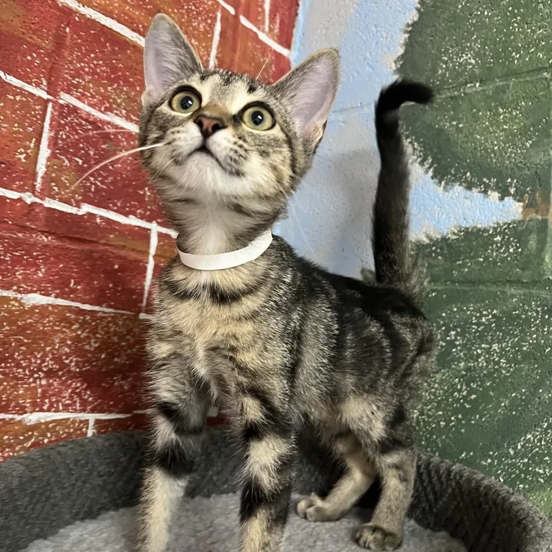 A baby small-sized female Brown / Chocolate Domestic Short Hair cat named Tita for adoption in Laredo, TX