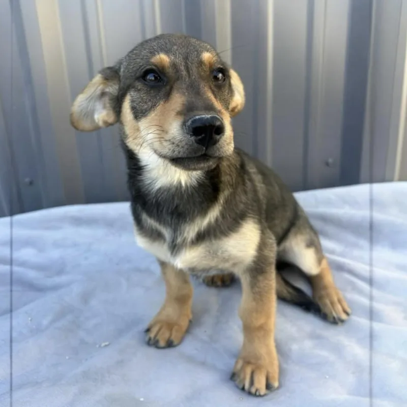 A baby medium-sized male Mixed Breed dog named Scout for adoption in Pittstown, NJ