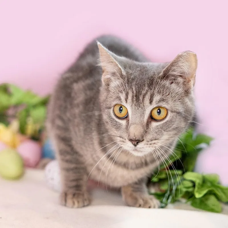 Palladium thumbnail 2