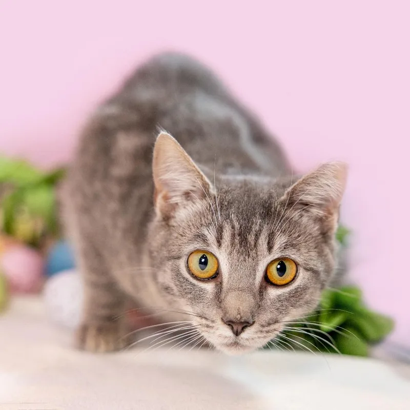 Palladium thumbnail 4