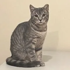 Palladium thumbnail 6