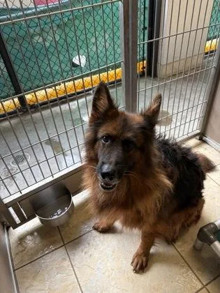 An adult large-sized female German Shepherd Dog dog named Bella for adoption in Honolulu, HI