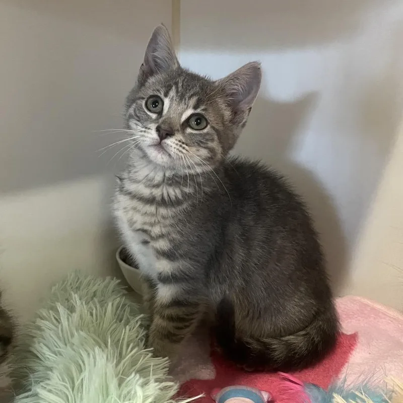 A baby small-sized female Gray / Blue / Silver Domestic Short Hair cat named Scallion for adoption in Hinsdale, IL