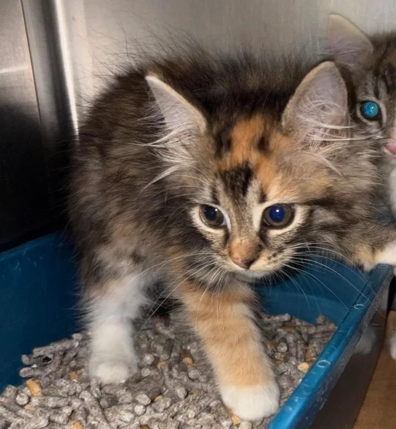 A baby small-sized female American Curl cat named Jo Jo for adoption in Cartersville , GA