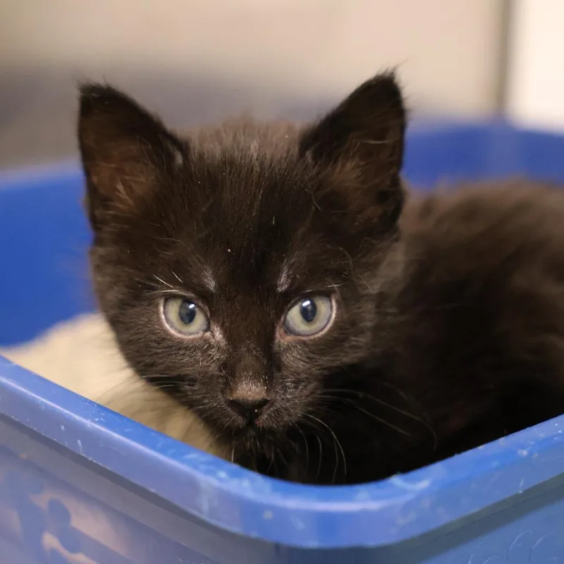 A baby small-sized female Black Domestic Short Hair cat named Mochi for adoption in Briarcliff Manor, NY