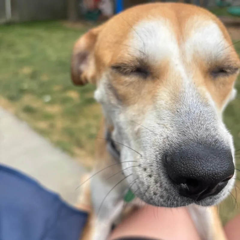 An adult medium-sized female Yellow / Tan / Blond / Fawn Mixed Breed dog named Daisy for adoption in Buffalo, MN