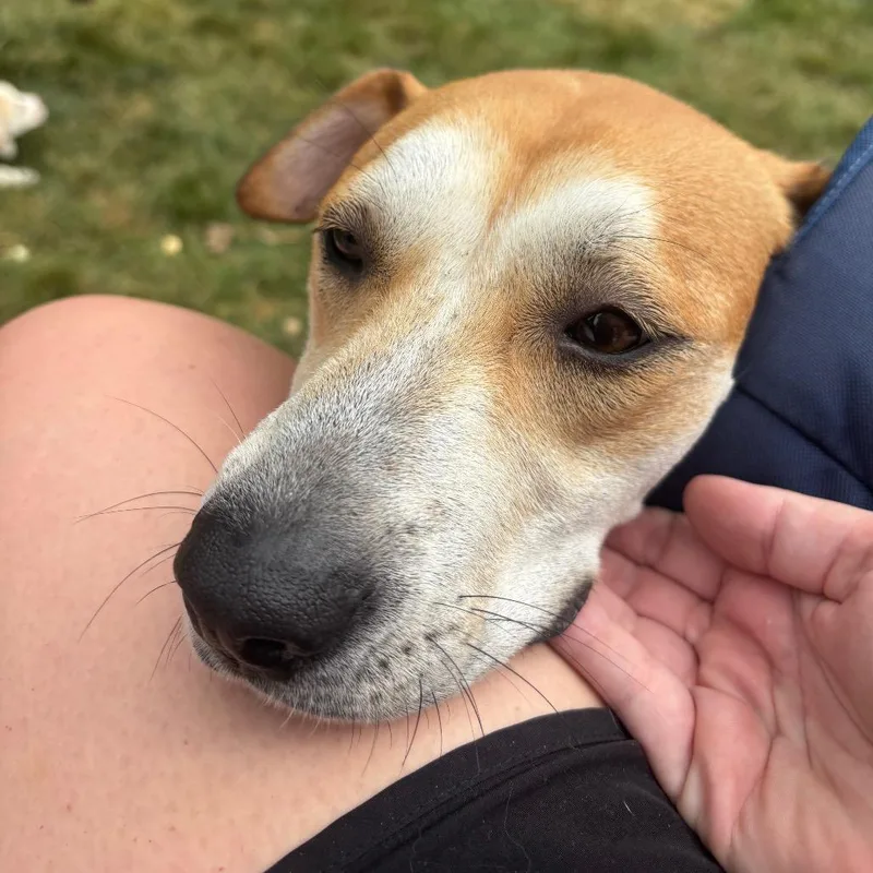 Daisy thumbnail 3