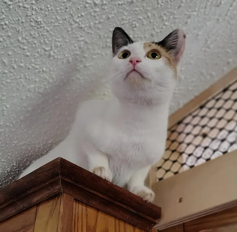 A young medium-sized female Domestic Short Hair cat named Tally for adoption in Dripping Springs, TX
