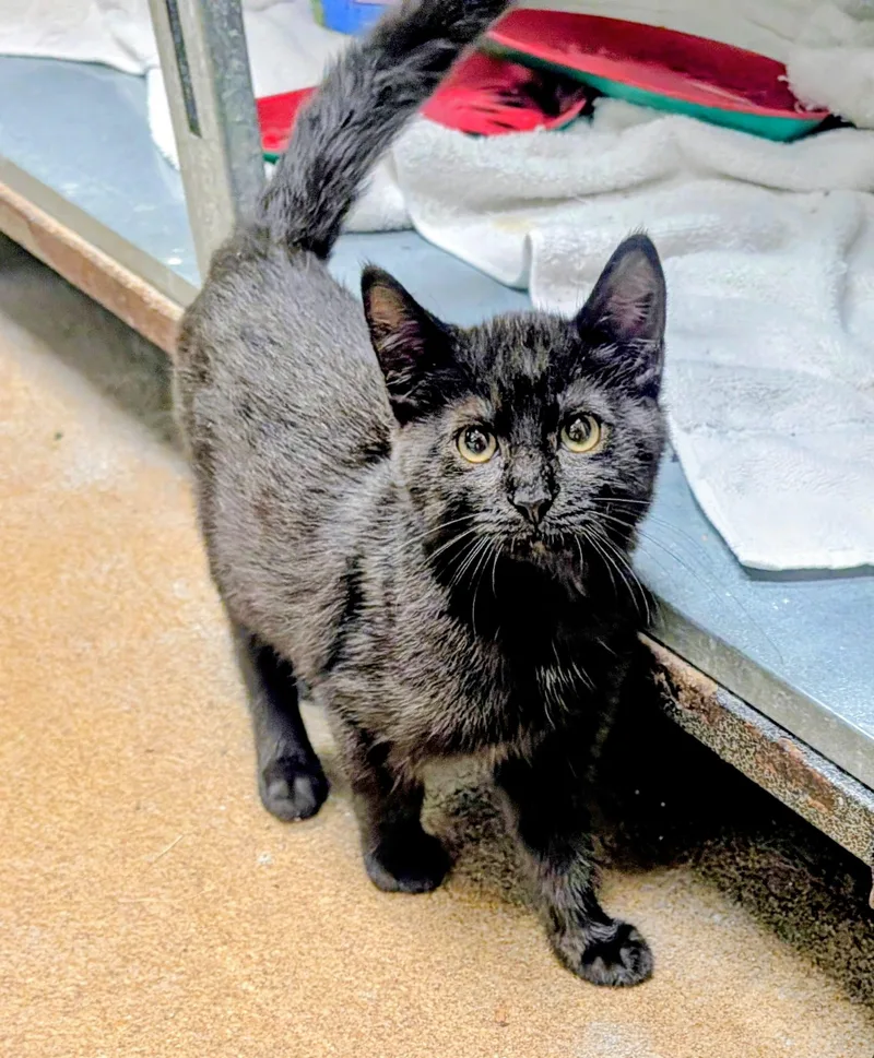 A young medium-sized female Domestic Short Hair cat named Caterpie for adoption in Mount Juliet, TN