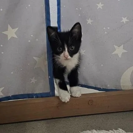 A baby small-sized male Domestic Short Hair cat named Tux for adoption in Harlingen, TX